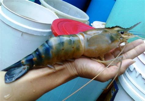 Harga Udang Galah Per Kg Terbaru