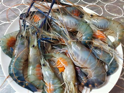 Harga Udang Galah: Berapa Biayanya?