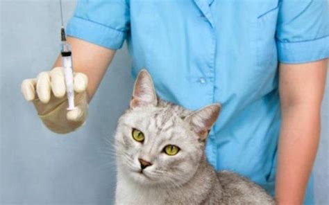 Harga Vaksin F3 Kucing