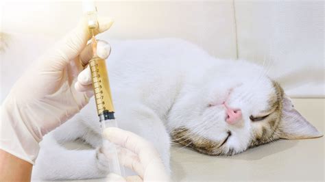Harga Vaksin Pertama Kucing