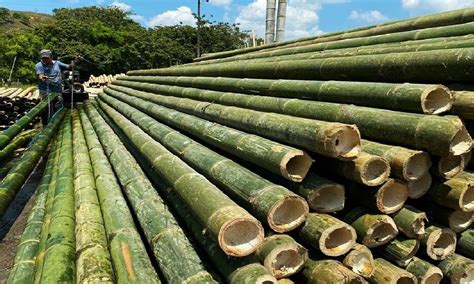 Harga 1 Batang Bambu di Indonesia