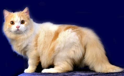 Harga Adopsi Kucing Anggora