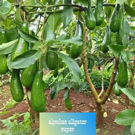 Harga Alpukat Aligator Perkilo