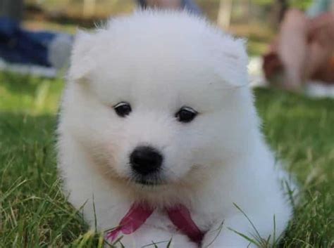 Harga Anak Anjing Samoyed, Mengapa Harus Membelinya?