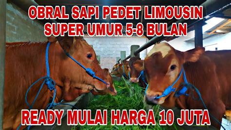 Harga Anak Sapi Limosin