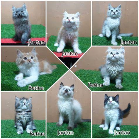Harga Anakan Kucing Anggora