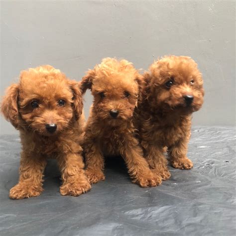 Harga Anakan Poodle