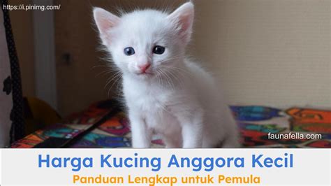 Harga Anggora Kecil