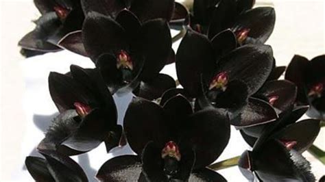 Harga Anggrek Hitam Termahal