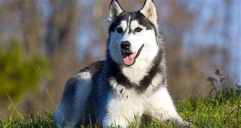 Harga Anjing Husky – Berapa Uang yang Dibutuhkan?