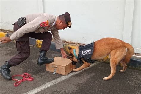 Harga Anjing K9, Bagaimana Anda Bisa Mendapatkan Satu?