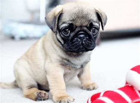 Harga Anjing Pug
