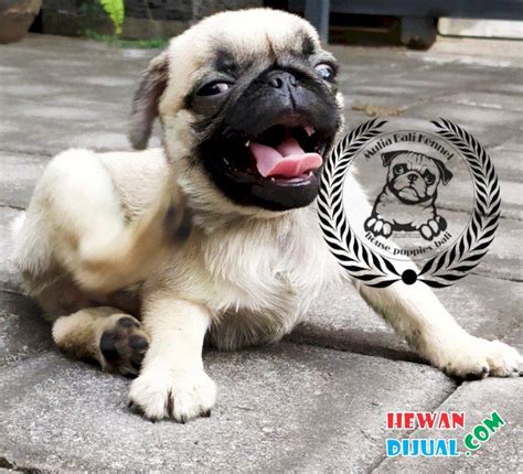 Harga Anjing Pug Stambum