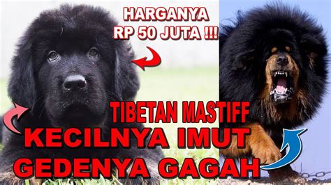 Harga Anjing Tibetan Mastiff di Indonesia