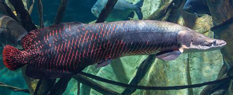 Harga Arapaima Gigas Besar