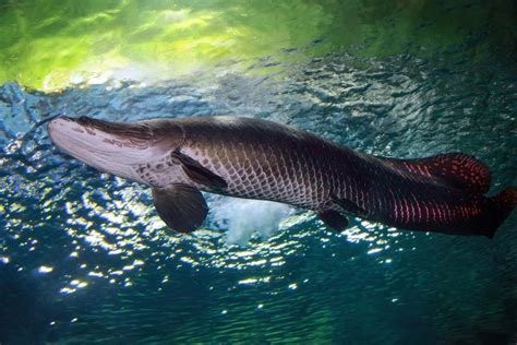 Harga Arapaima Kecil