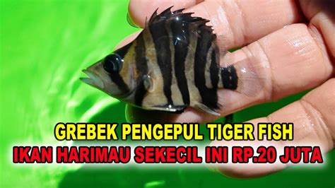 Harga Bayi Harimau