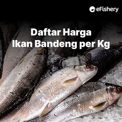 Harga Bibit Bandeng yang Pas di Pasar Indonesia