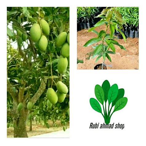 Harga Bibit Pohon Mangga