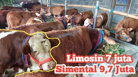 Harga Bibit Sapi Limosin