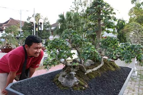 Harga Bonsai - Membangun Keindahan di Taman Anda