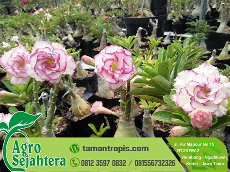Harga Bunga Adenium Termahal