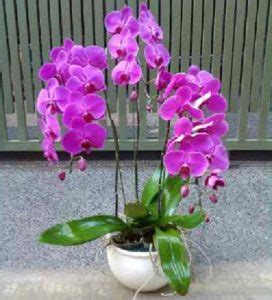 Harga Bunga Anggrek Bulan Ini