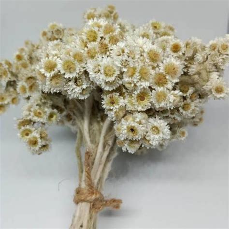 Harga Bunga Edelweis Terkini