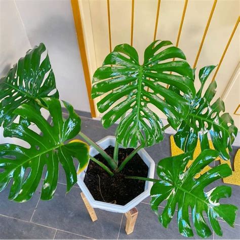 Harga Bunga Monstera Asli
