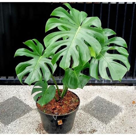 Harga Bunga Monstera Termahal