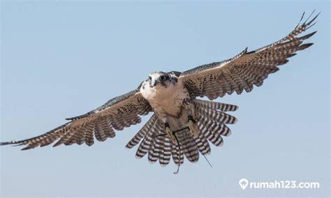 Harga Burung Alap-Alap Sapi