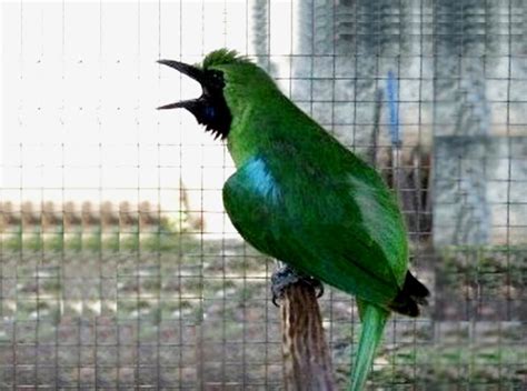 Harga Burung Cuca Ijo di Indonesia