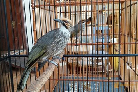 Harga Burung Cucak Rowo