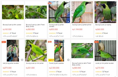 Harga Burung Cucok Ijo
