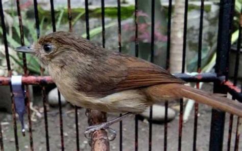 Harga Burung Flamboyan