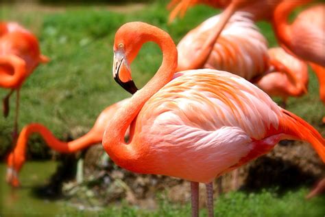 Harga Burung Flamingo