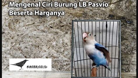 Harga Burung LB