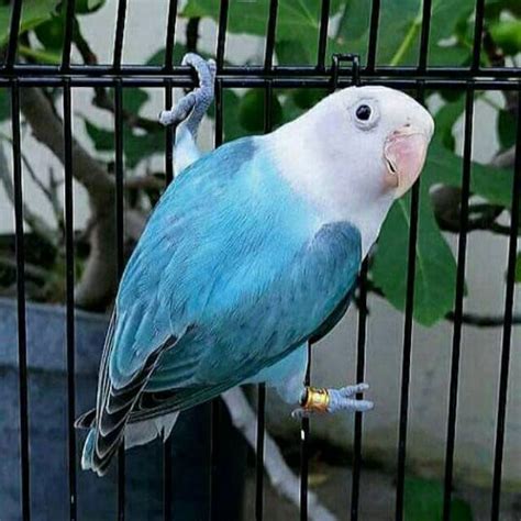Harga Burung Lovebert
