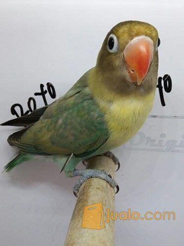 Harga Burung Lovebird Spangle