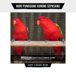 Harga Burung Nuri Merah