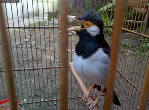 Harga Burung Suren