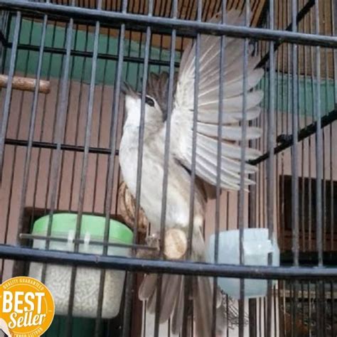 Harga Burung Trucuk Gacor - Cara Memilih dan Membeli Burung Trucuk Gacor