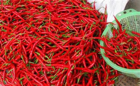Harga Cabe Rawit Per Kilo