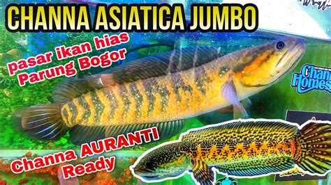 Harga Channa Asiatica
