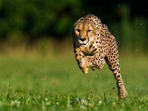 Harga Cheetah Hewan Yang Perlu Anda Ketahui