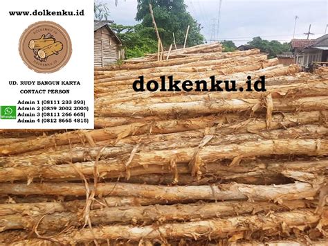 Harga Dolken Per Batang