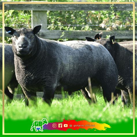 Harga Domba Texel