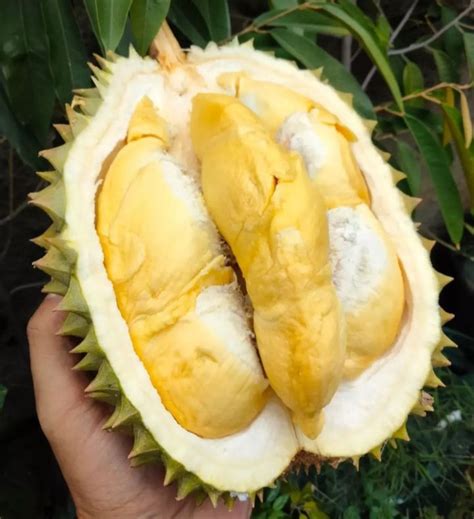 Harga Durian 1 Kg di Indonesia