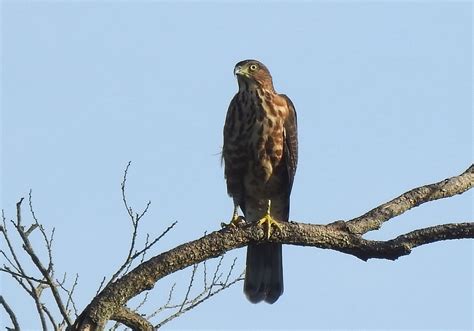 Harga Elang Alap Alap