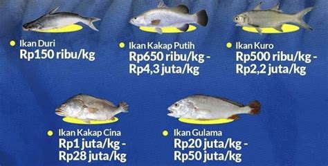 Harga Gelembung Ikan Kakap Putih